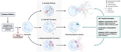 Emerging role of neutrophil extracellular traps in the complications of diabetes mellitus